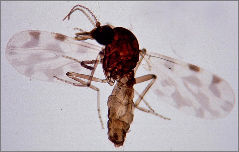Close-up of a Culicoides biting midge
