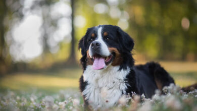 Bernese Mountain Dog Moose Viral Video