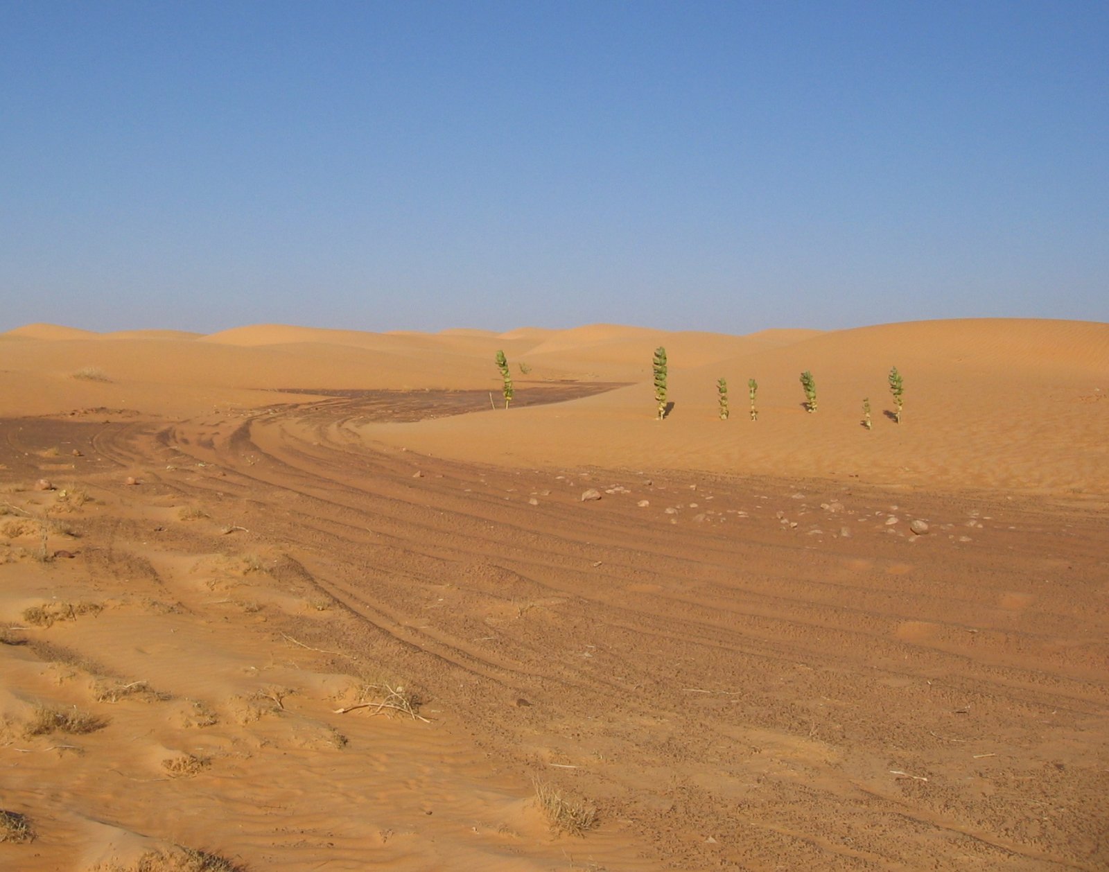 Vehicle tracks across the Mauritanian Sahara