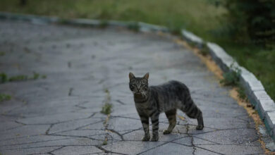 Stray Cat Reunion Leads to Adoption