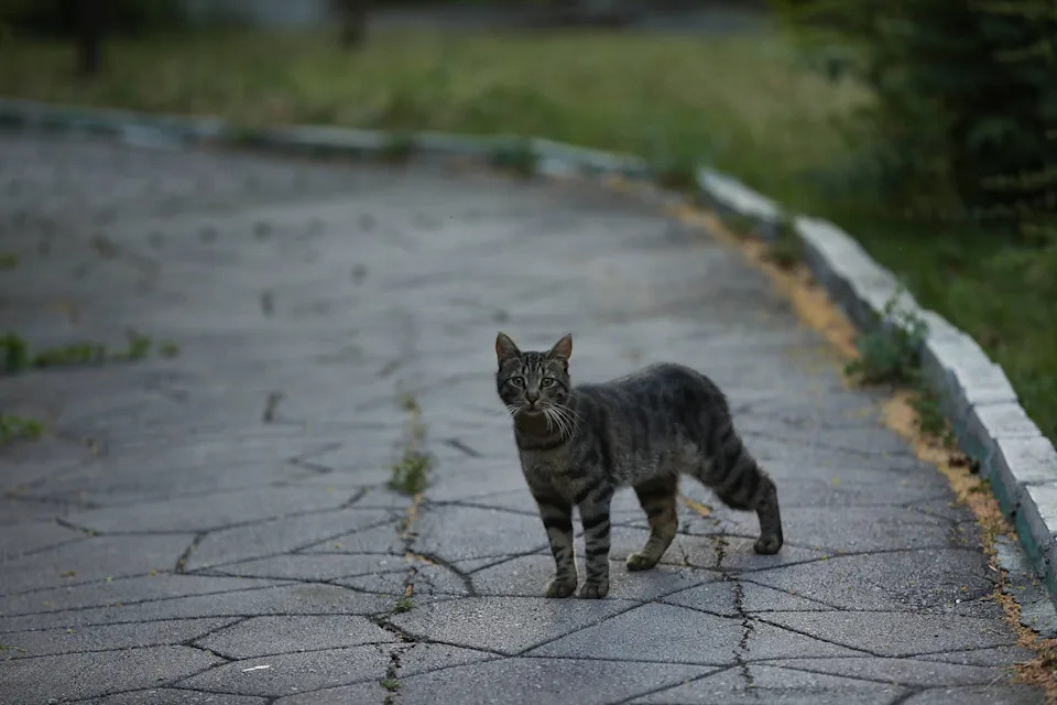 Stray Cat Reunion Leads to Adoption