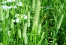 Grass seed heads in flower