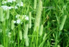 Grass seed heads in flower