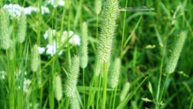 Grass seed heads in flower