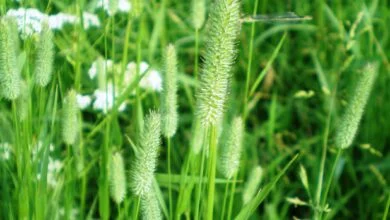 Grass seed heads in flower