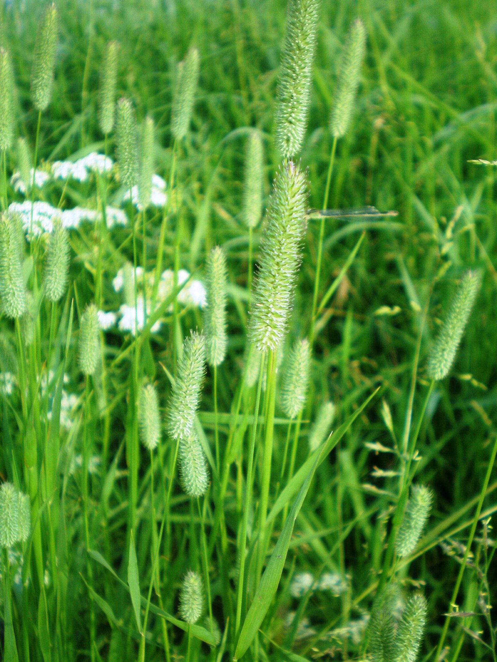 Grass seed heads in flower