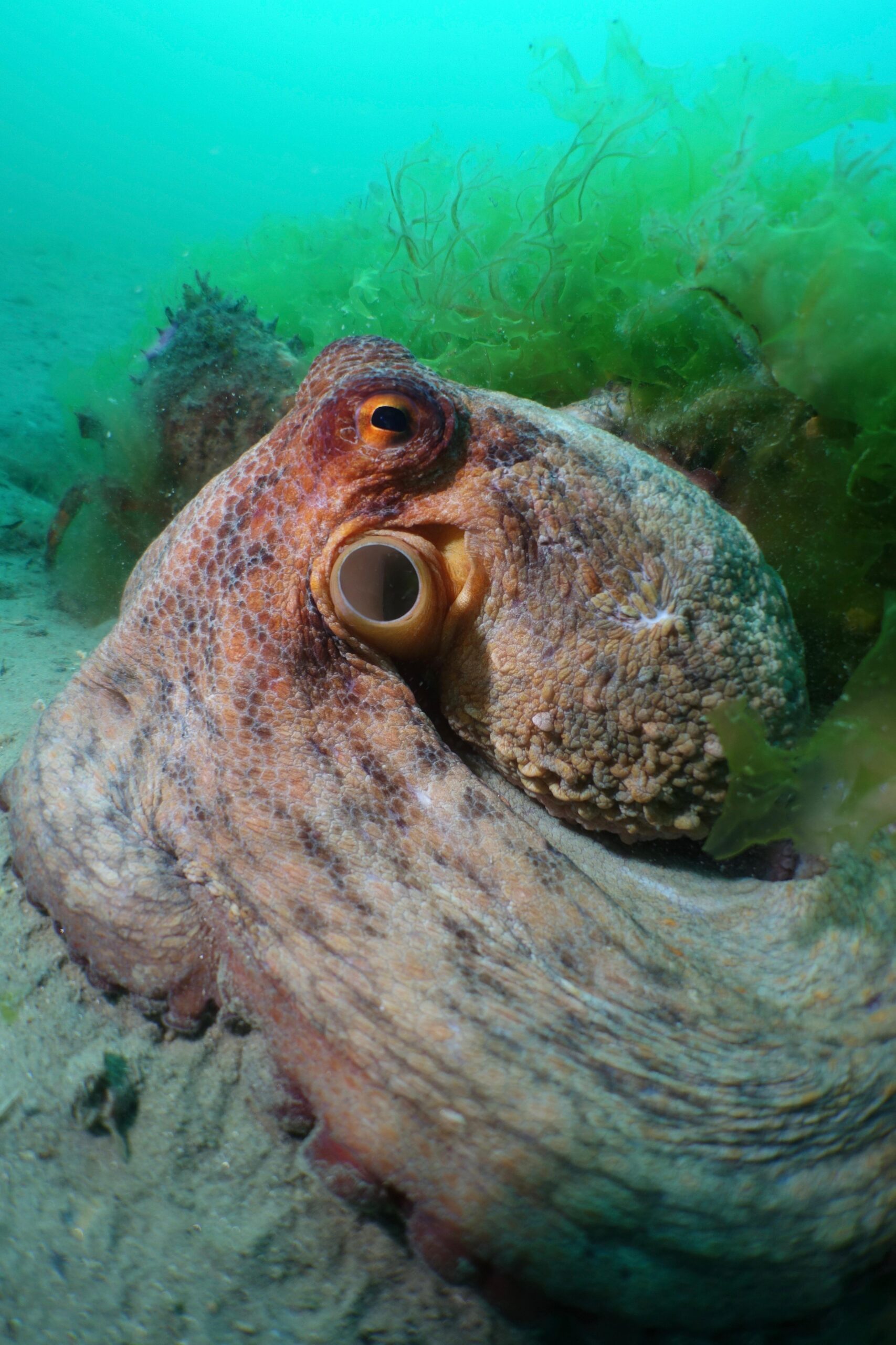 A common octopus in the wild, its camouflage blending with the reef